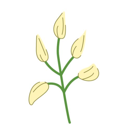 Bulb Flower