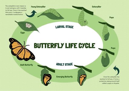 Butterfly Lifecycle Stages and Processes