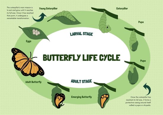 Butterfly Lifecycle Stages And Processes Earth How Butterfly Lifecycle 550x389