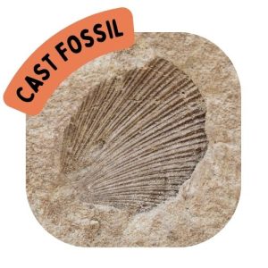 Cast Fossil