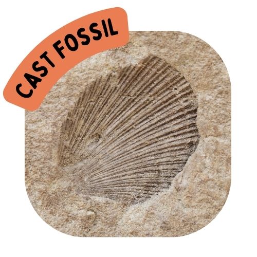 4 Types of Fossils - Earth How