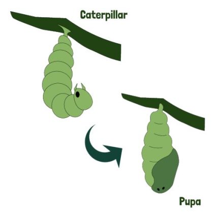 Caterpillar to Chrysalis