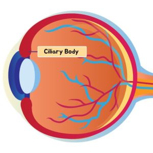 Ciliary Body