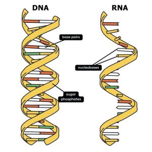 DNA vs RNA Functions