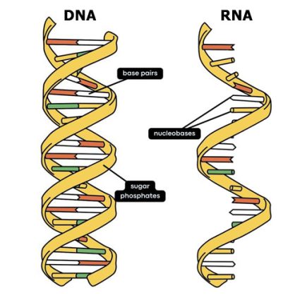 Dna Vs Rna: What’s The Difference? - Earth How