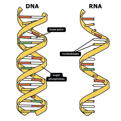 DNA vs RNA: What’s the Difference? - Earth How