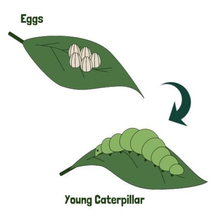 Eggs to Young Caterpillar