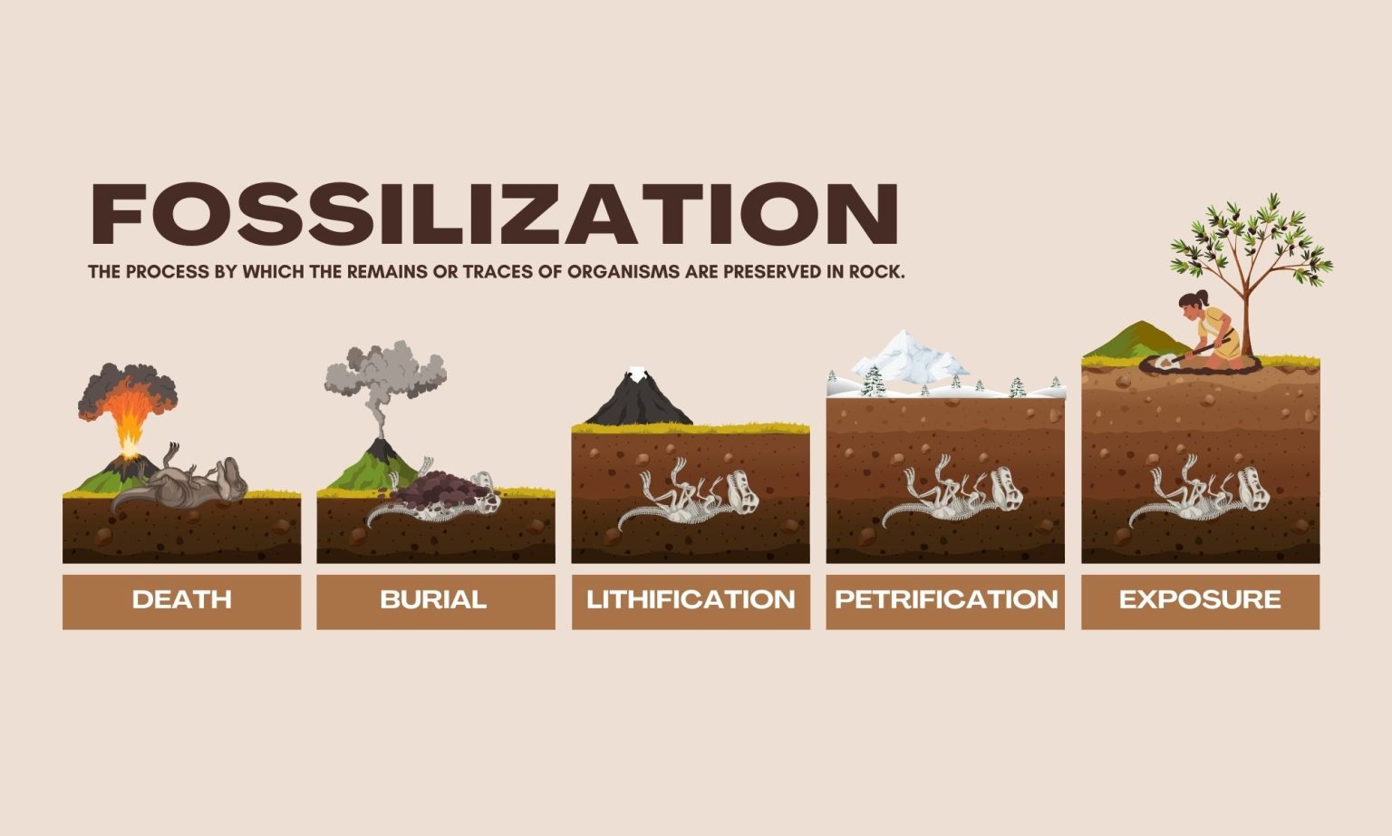 5 steps of fossilization earth how
