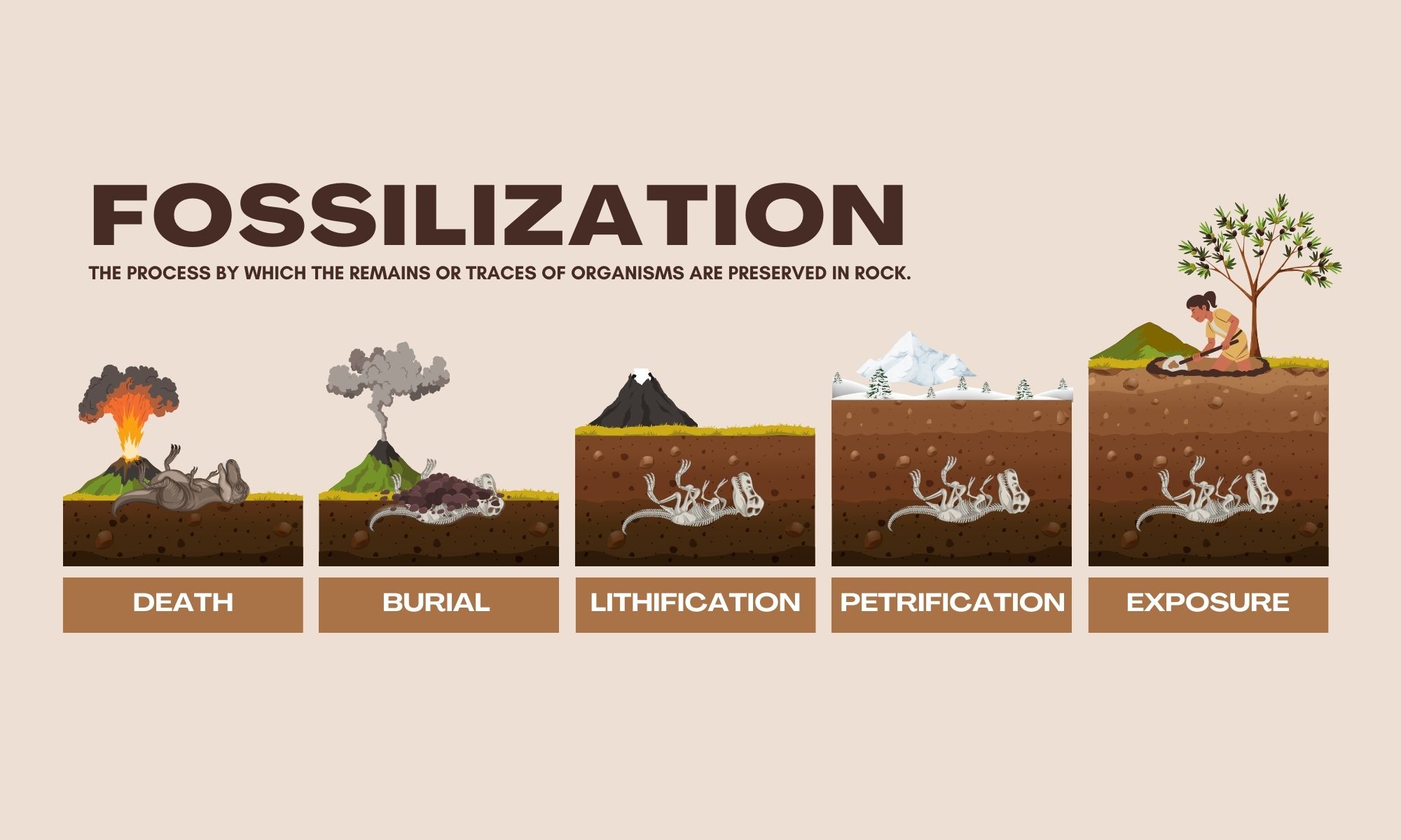 Fossilization