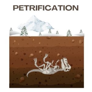 Fossilization Petrification