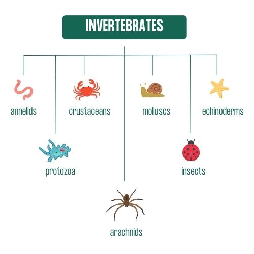 Invertebrates Types