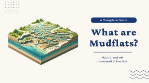 What Are Mudflats? - Earth How