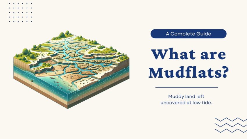 Mudflats Feature