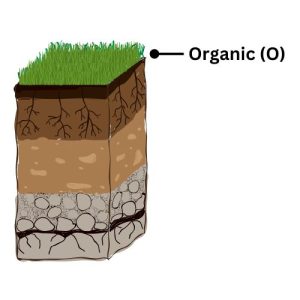 Organic Soil Layer