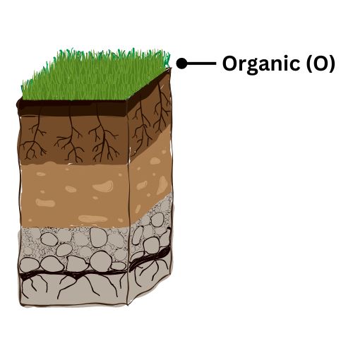 What Are Soil Horizons? - Earth How