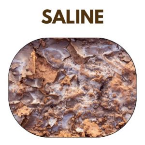 Saline Soils