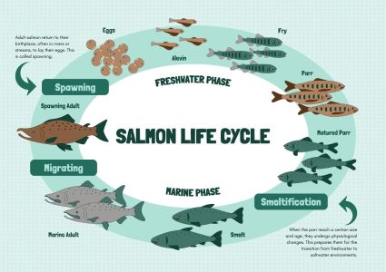 The Salmon Lifecycle: An Epic Migration