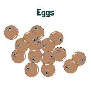 Salmon Lifecycle Eggs