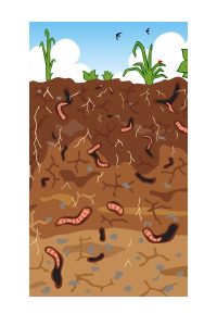 Soil Microorganisms