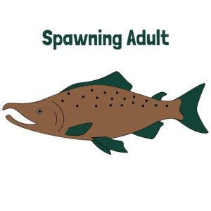 Spawning Adult