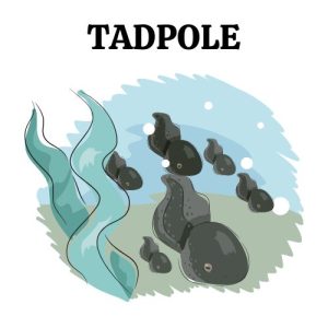 Tadpoles