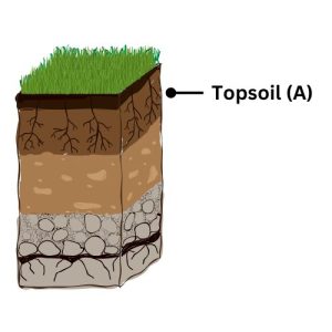 Topsoil Layer