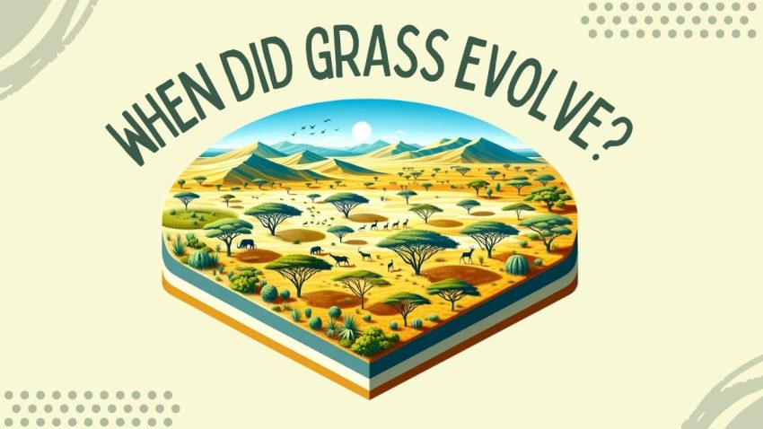 When Did Grass Evolve