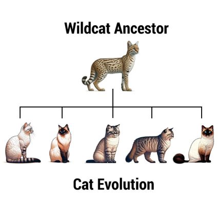 Cat Evolution