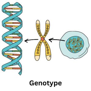 Genotype