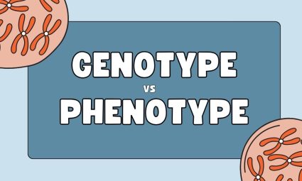 Genotype vs Phenotype