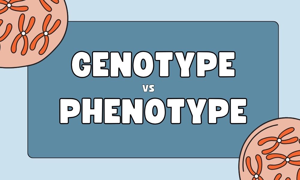 Genotype vs Phenotype