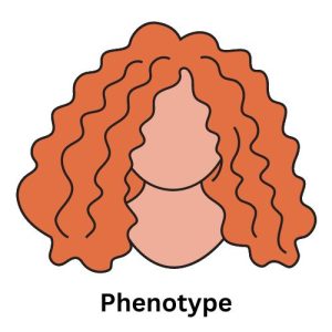 Phenotype