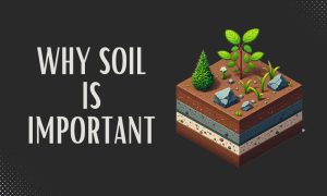 Why Soil is Important