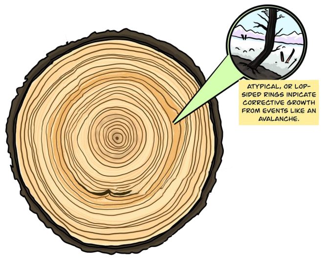Atypical Tree Rings