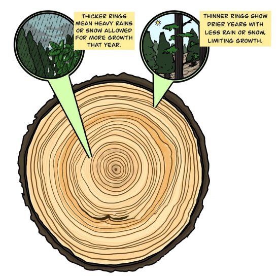 Thick Thin Tree Rings