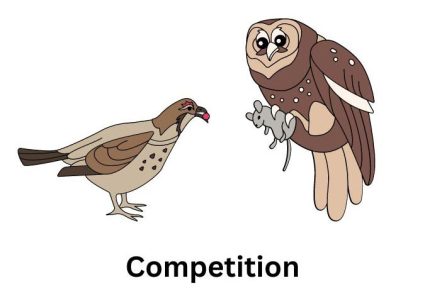 Competition Relationship