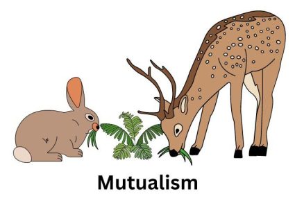 Mutualism Relationship