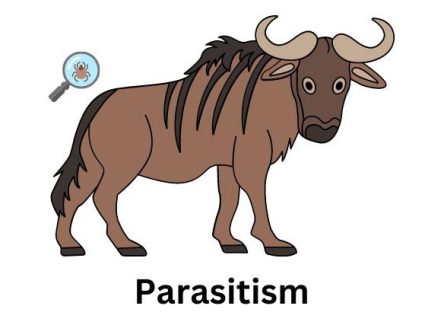 Parasitism Relationship