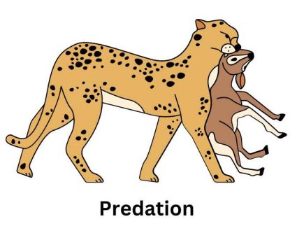 Predation Relationship