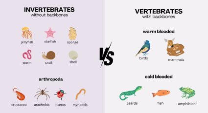 Invertebrates vs Vertebrates – The Backbone of Difference