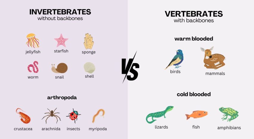 Invertebrates vs Vertebrates