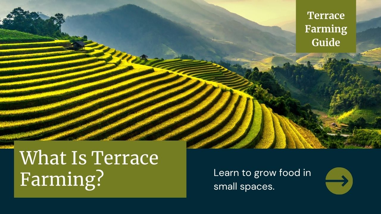 What Is Terrace Farming