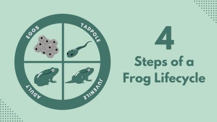 4 Steps of a Frog Lifecycle
