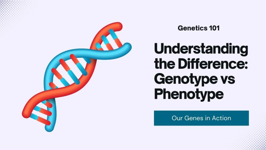 Genotype vs Phenotype